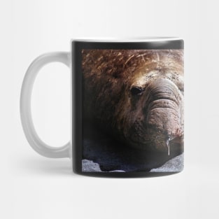 "A Face Only a Mother Could Love." Male Southern Elephant Seal Mug